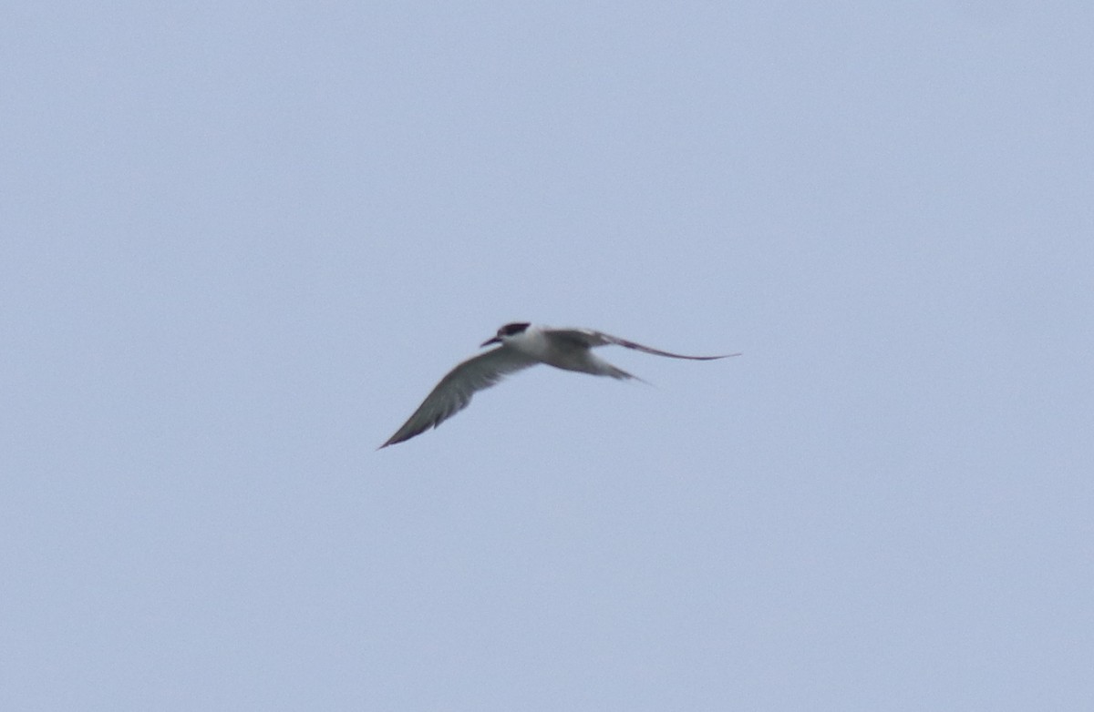 Common Tern - ML646228449