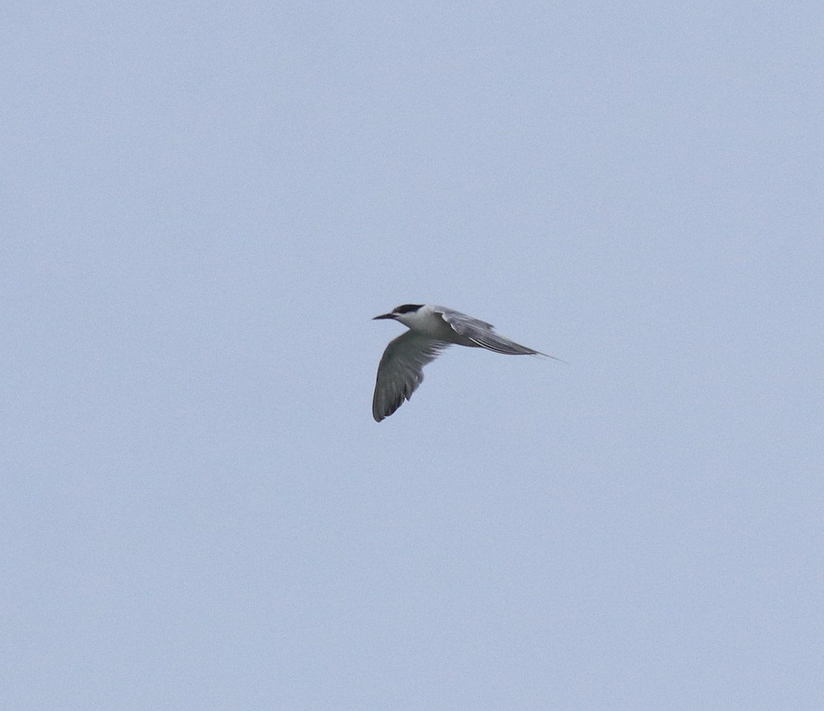 Common Tern - ML646228450
