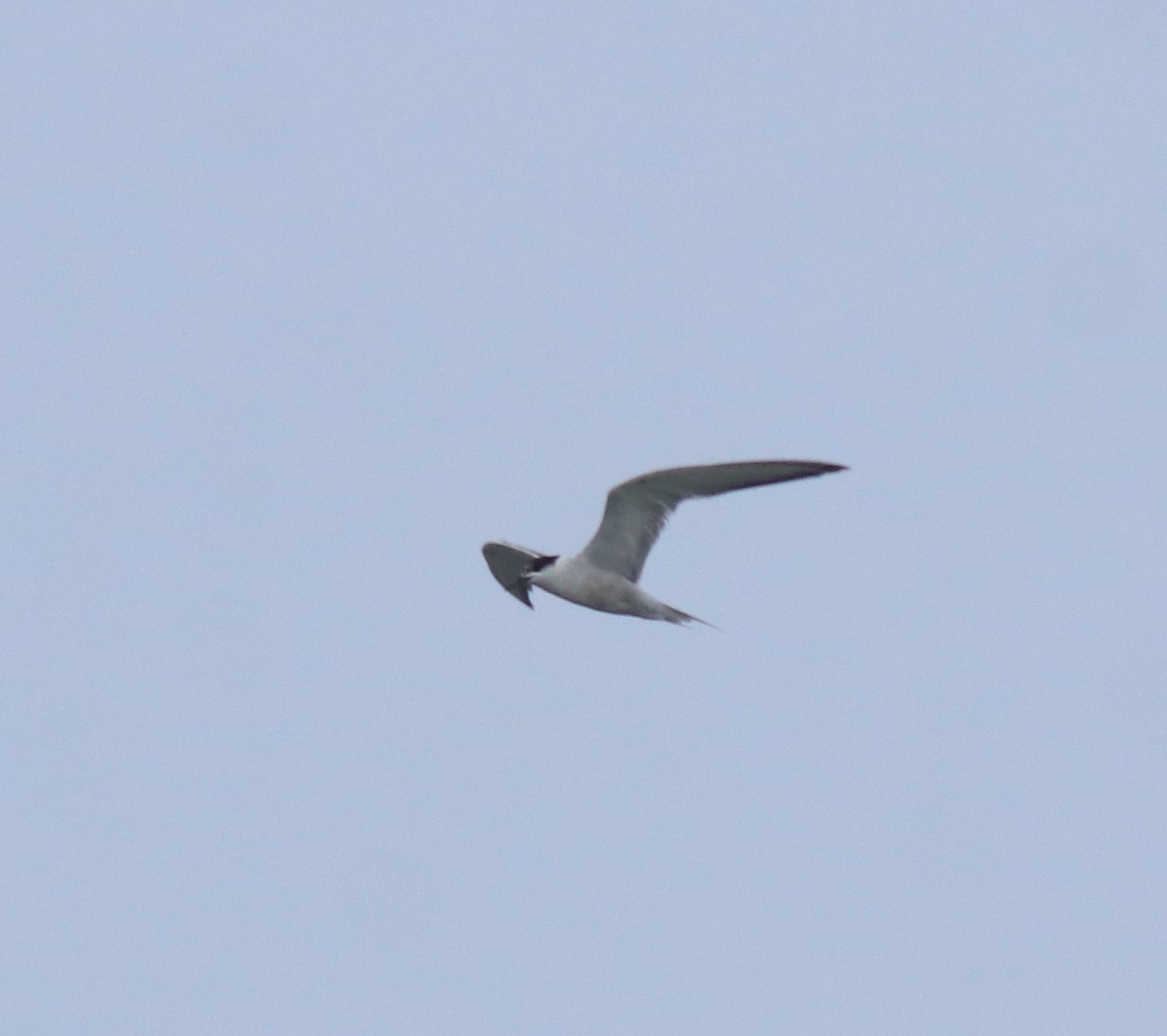 Common Tern - ML646228451