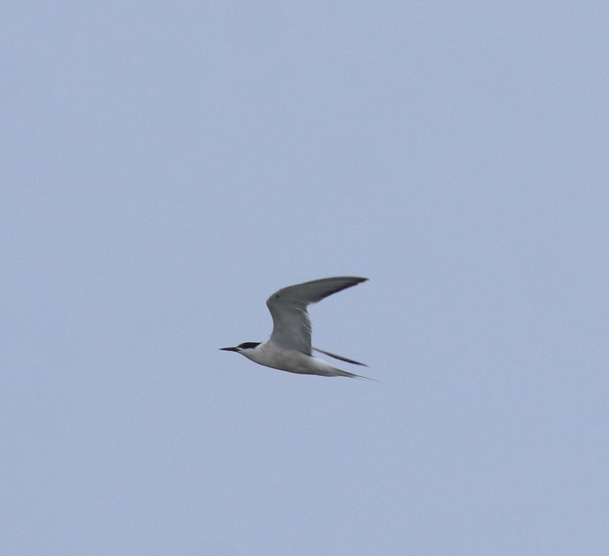 Common Tern - ML646228453