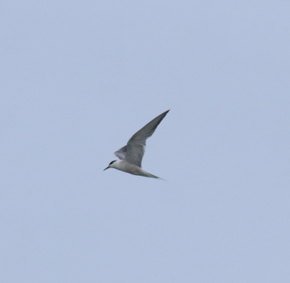 Common Tern - ML646228454
