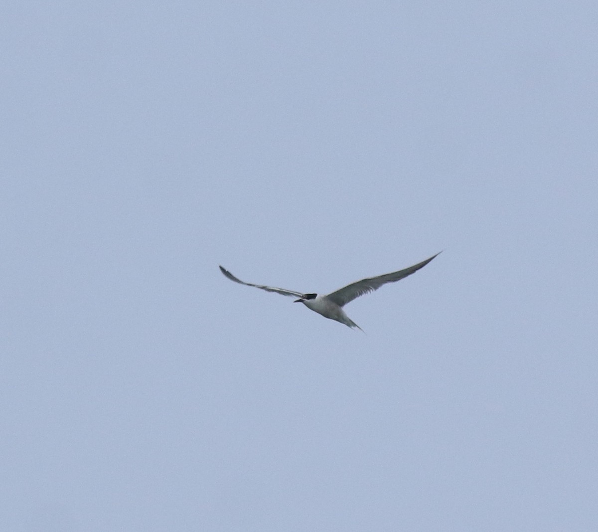 Common Tern - ML646228455