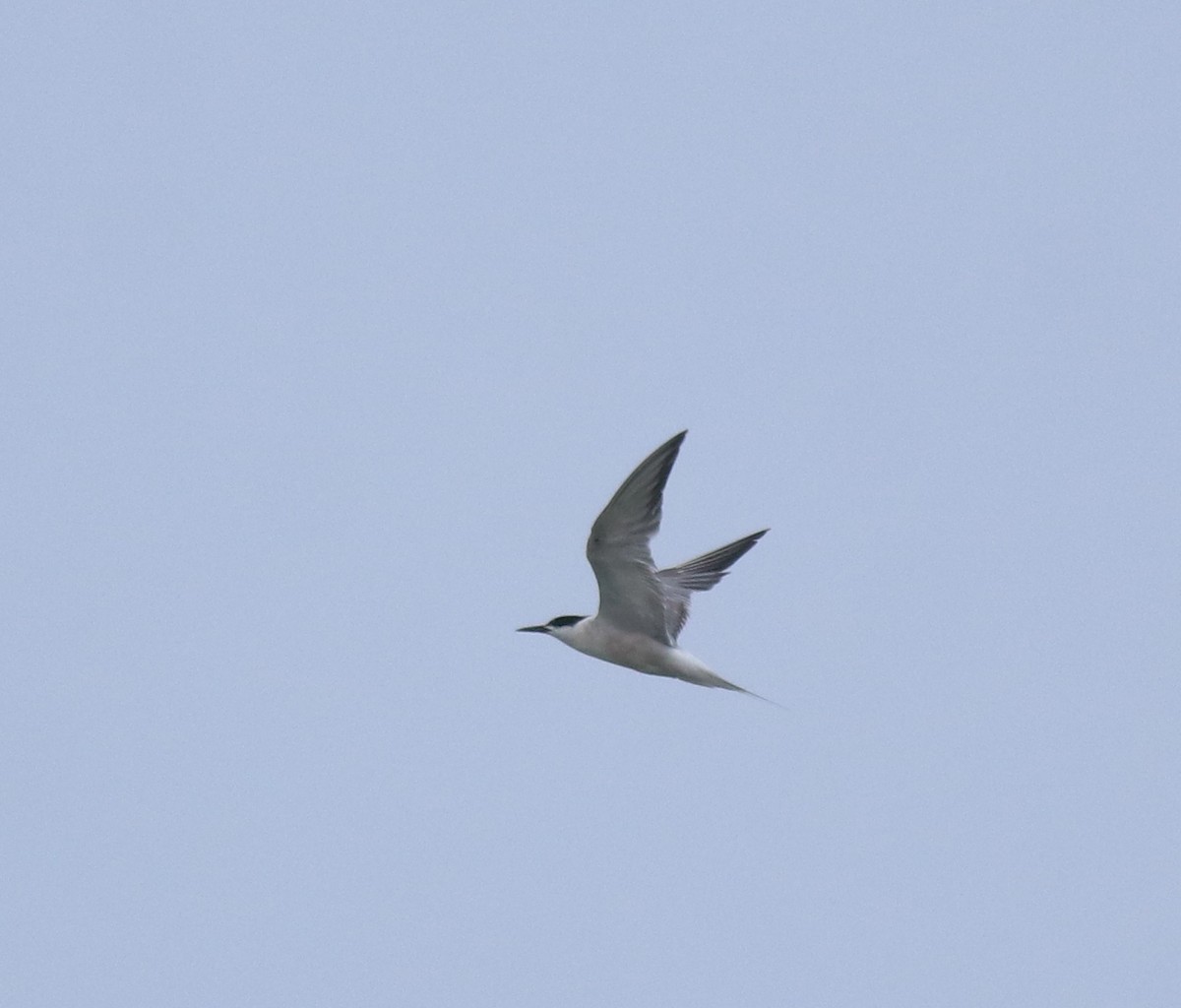 Common Tern - ML646228456