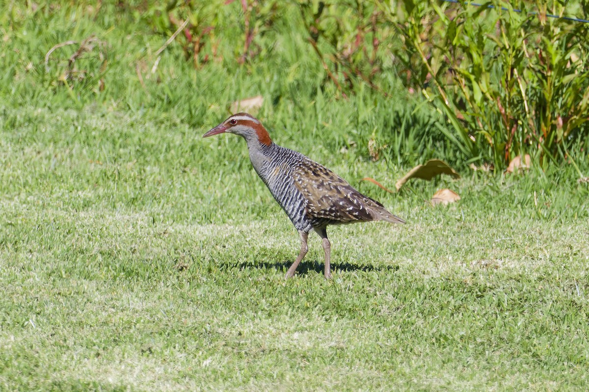 Buff-banded Rail - ML646228457