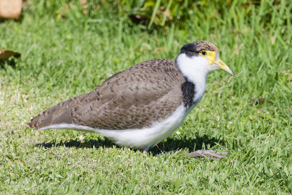 Hegabera maskaraduna - ML646228459