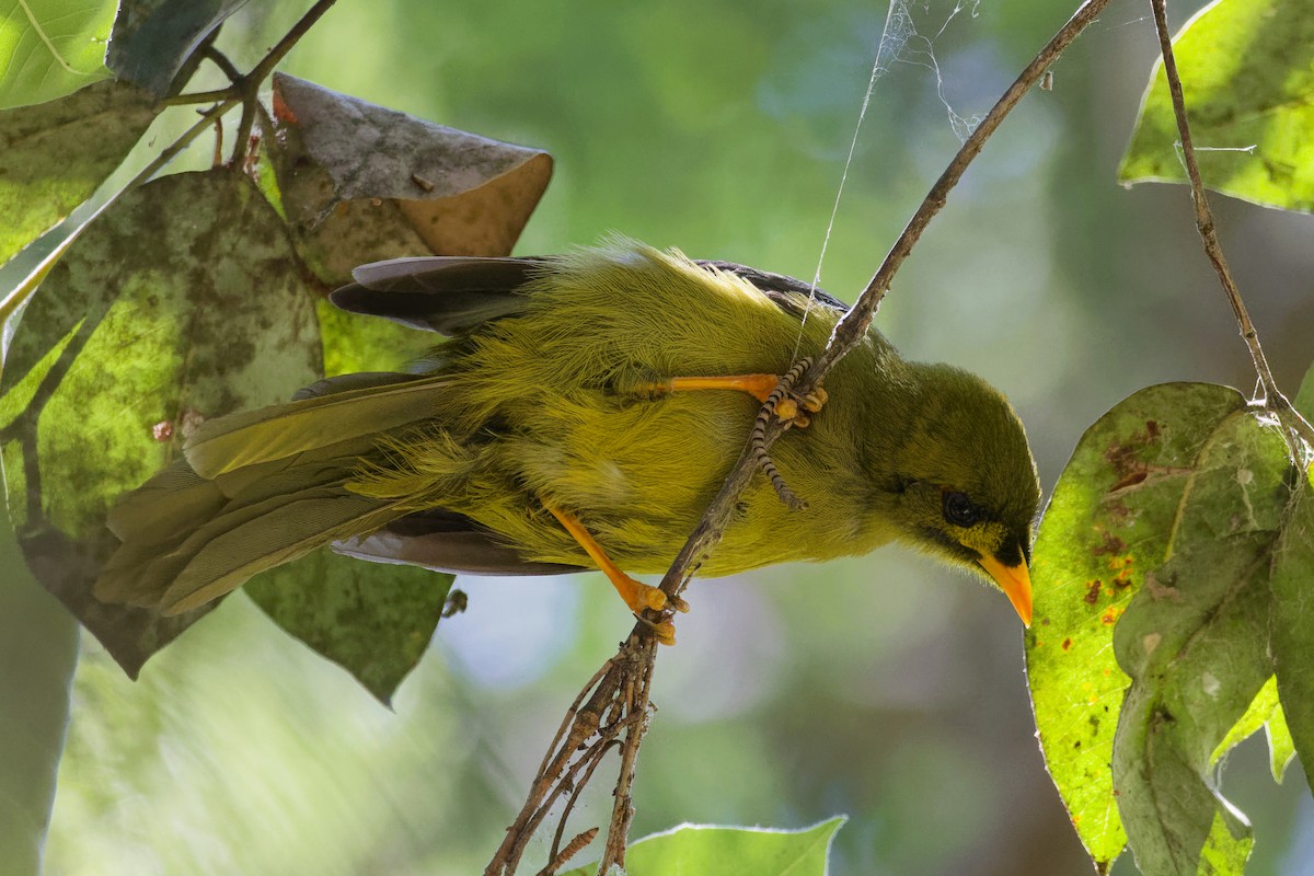 Glockenhonigfresser - ML646228465