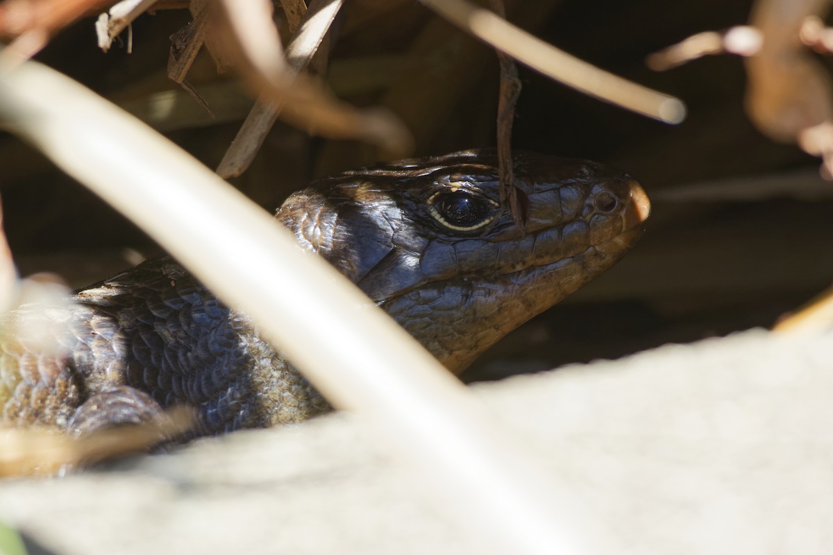 Land Mullet - ML646228467