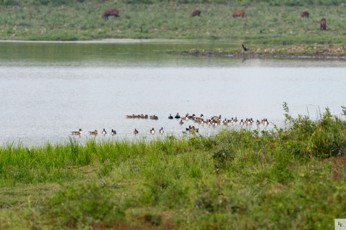 Northern Pintail - ML646228469
