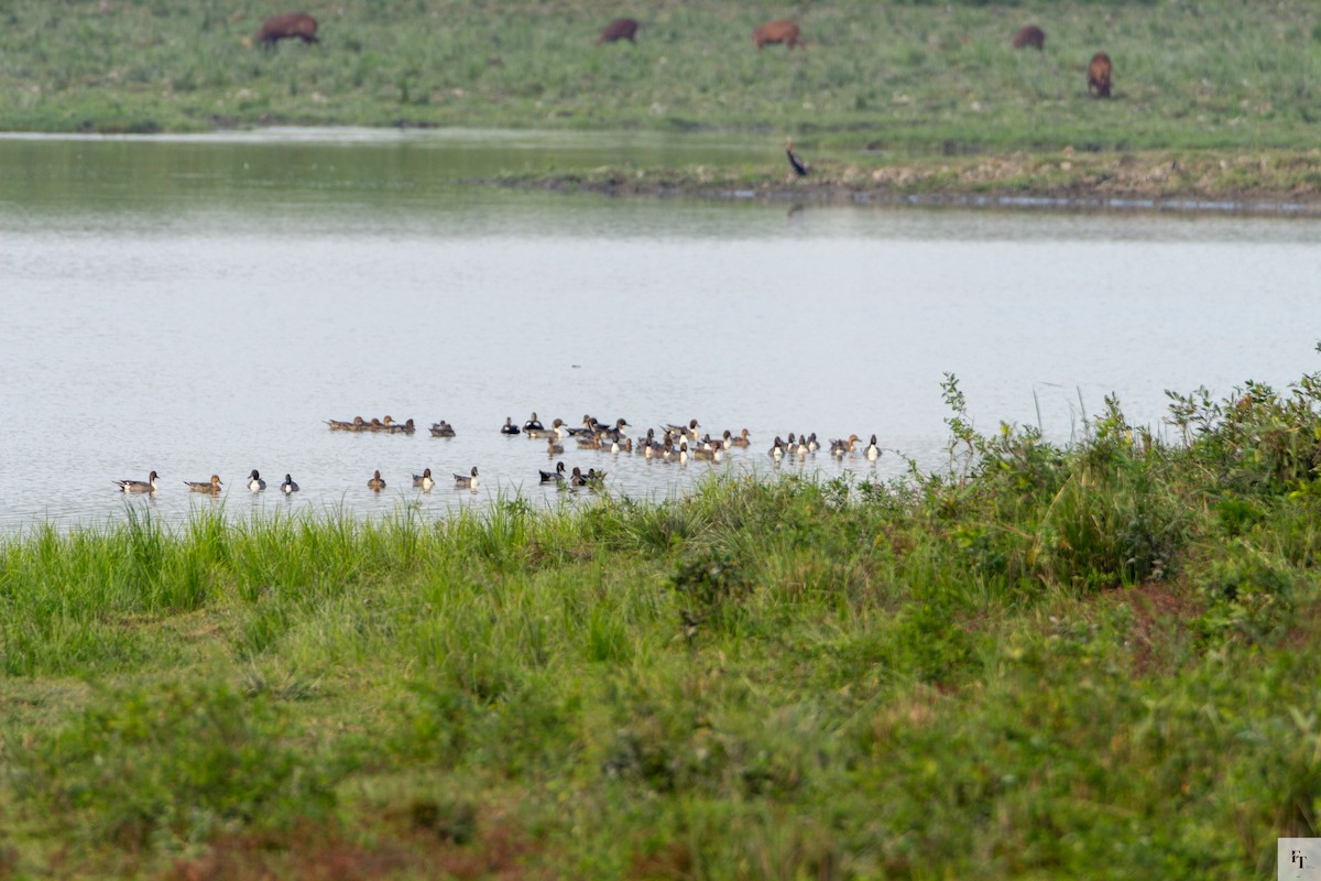 Northern Pintail - ML646228470