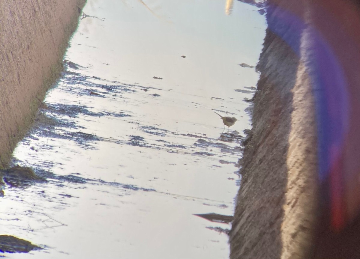 Gray Wagtail - ML646228472