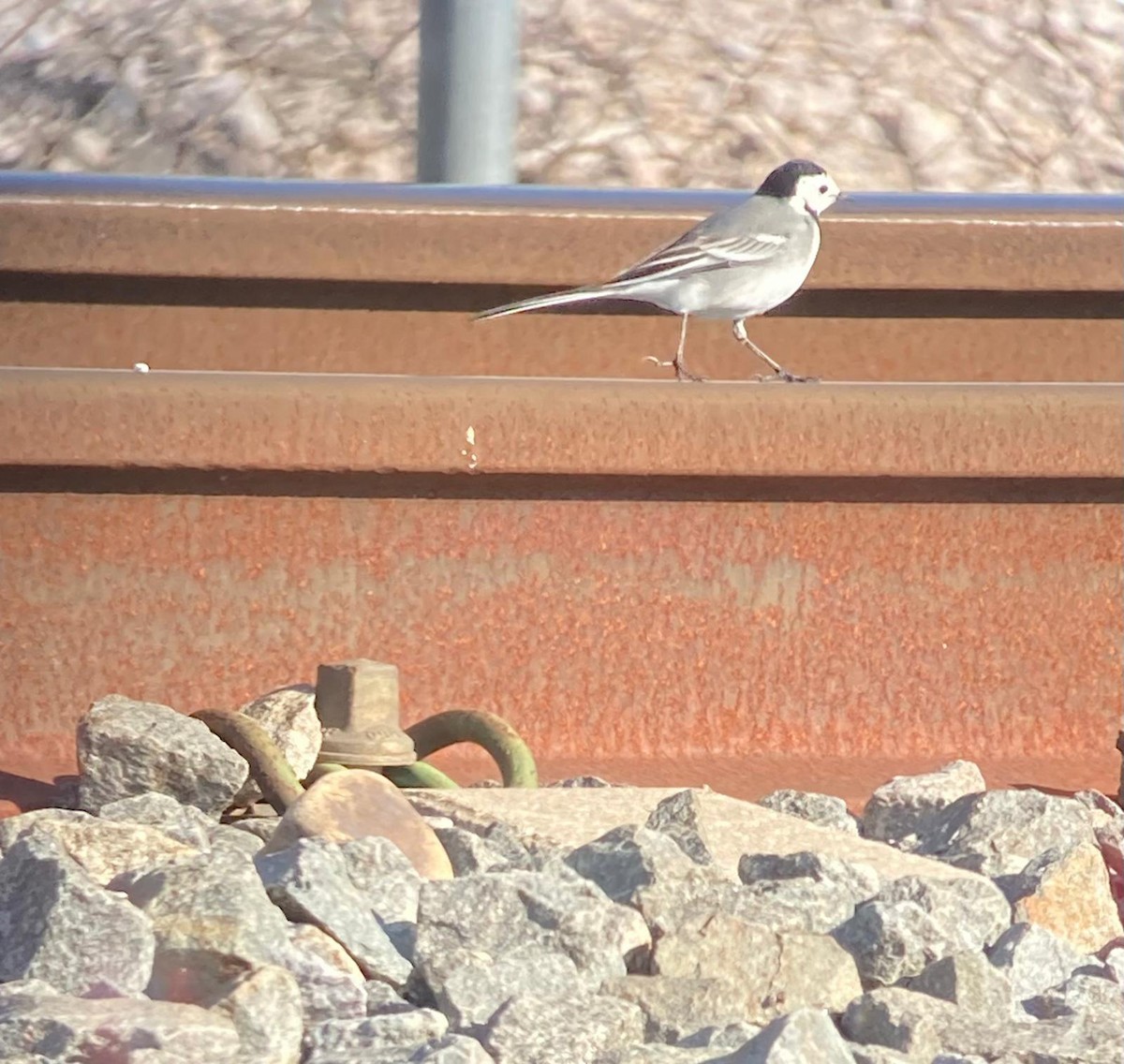 White Wagtail - ML646228474
