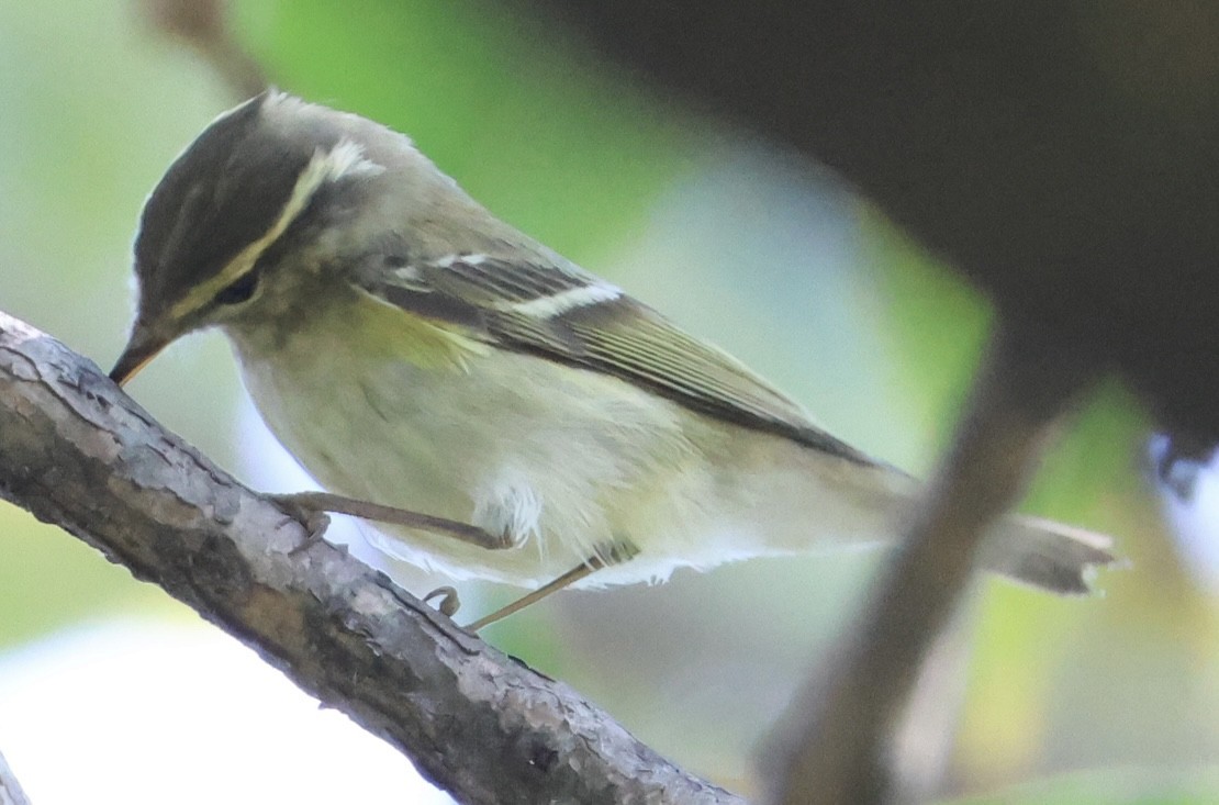 Yellow-browed Warbler - ML646228476