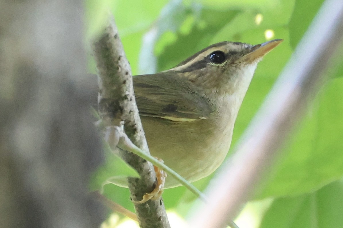 Radde's Warbler - ML646228482