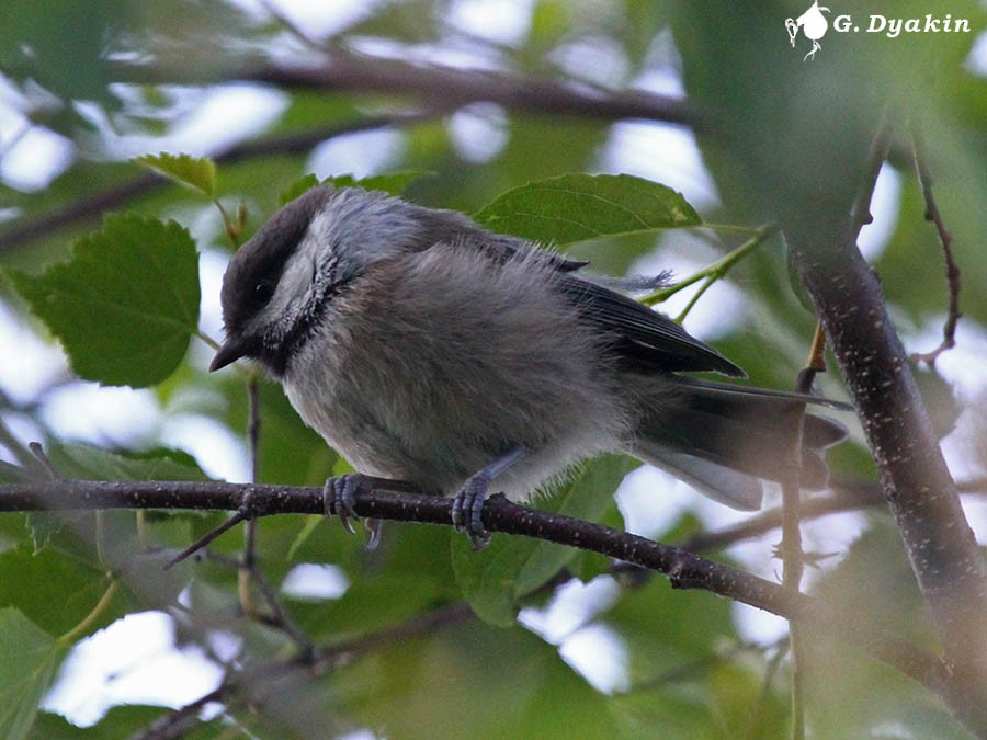 Gray-headed Chickadee - ML646228486