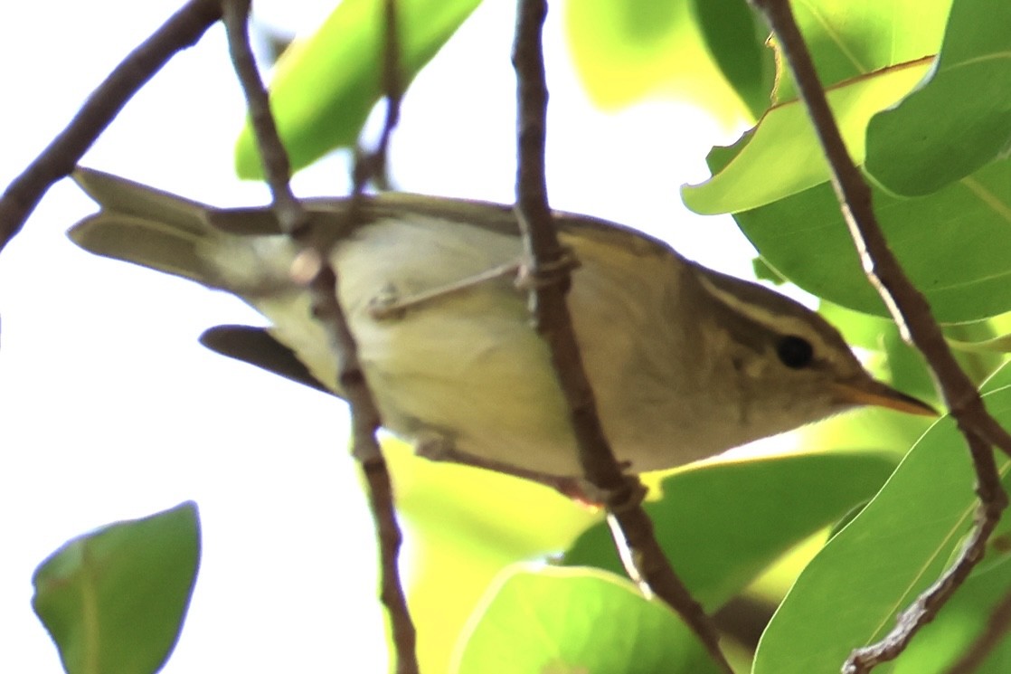 Two-barred Warbler - ML646228492