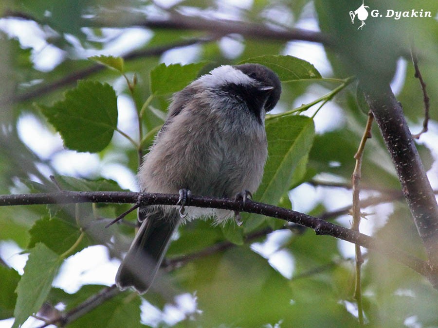 Gray-headed Chickadee - ML646228493