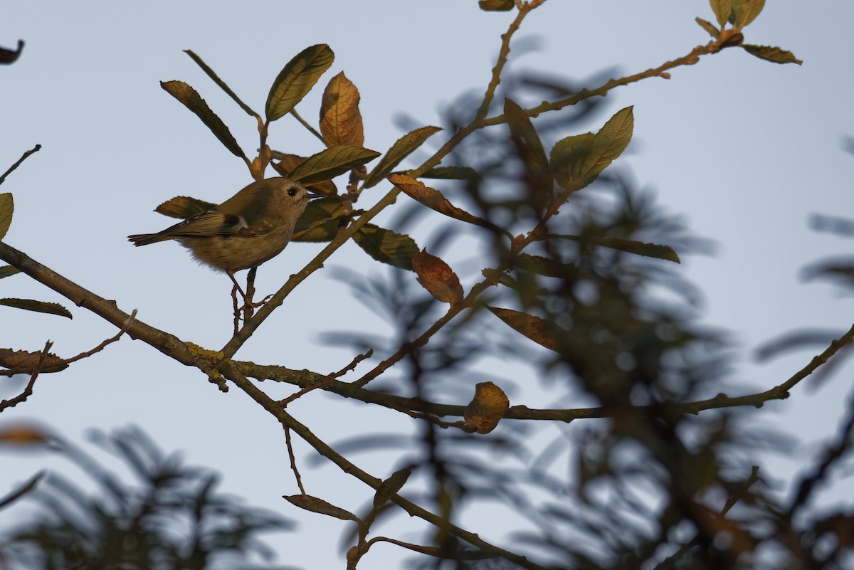 Goldcrest - ML646228495