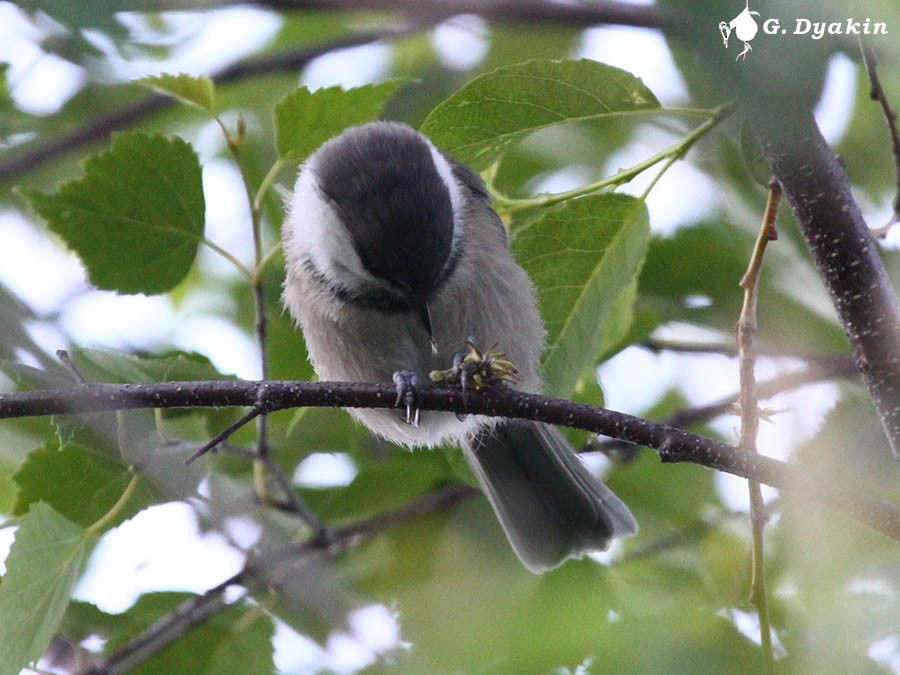 Gray-headed Chickadee - ML646228496