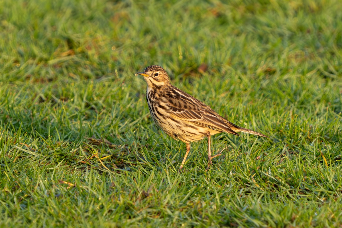 Red-throated Pipit - ML646228497