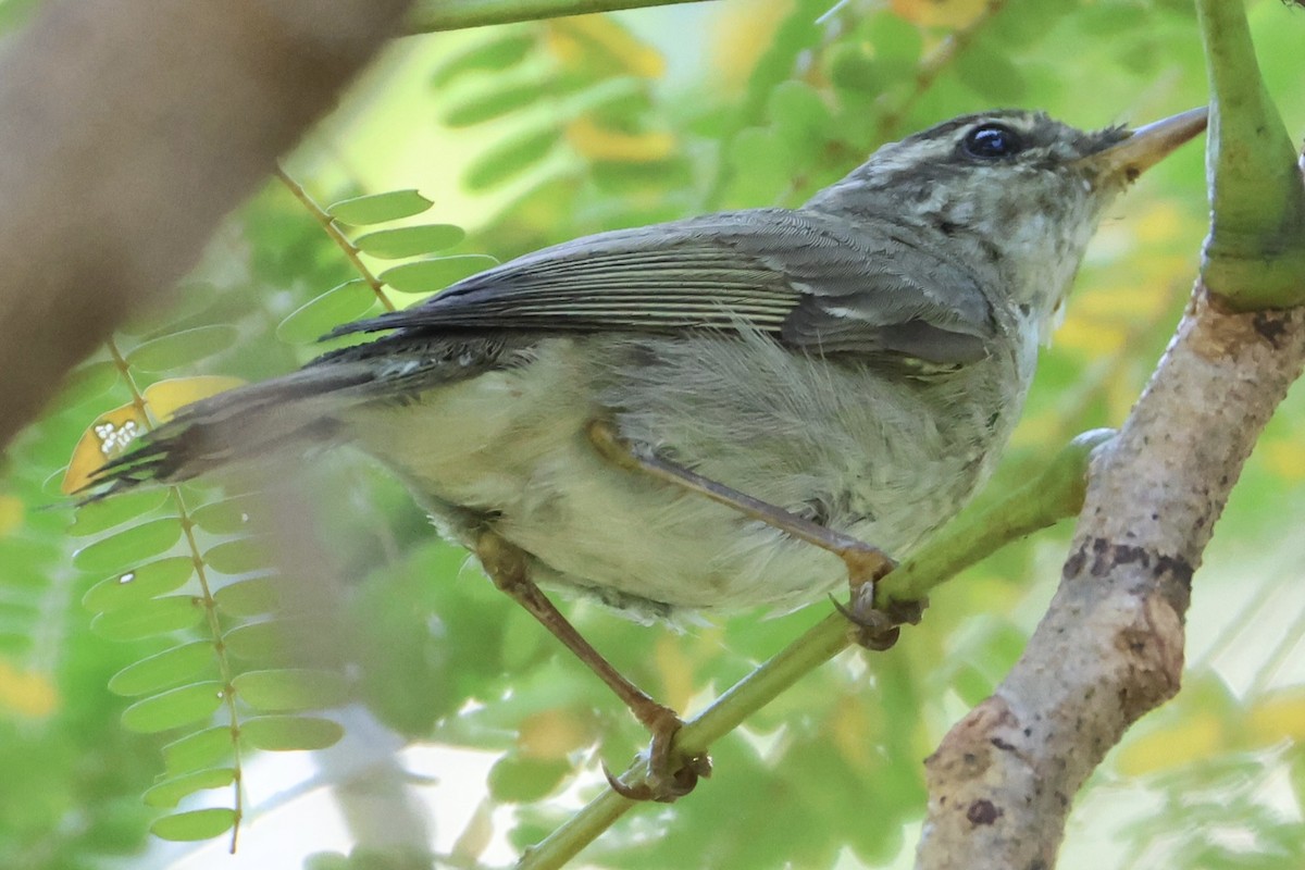 Arctic Warbler - ML646228501