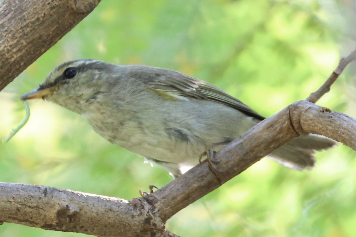 Arctic Warbler - ML646228502