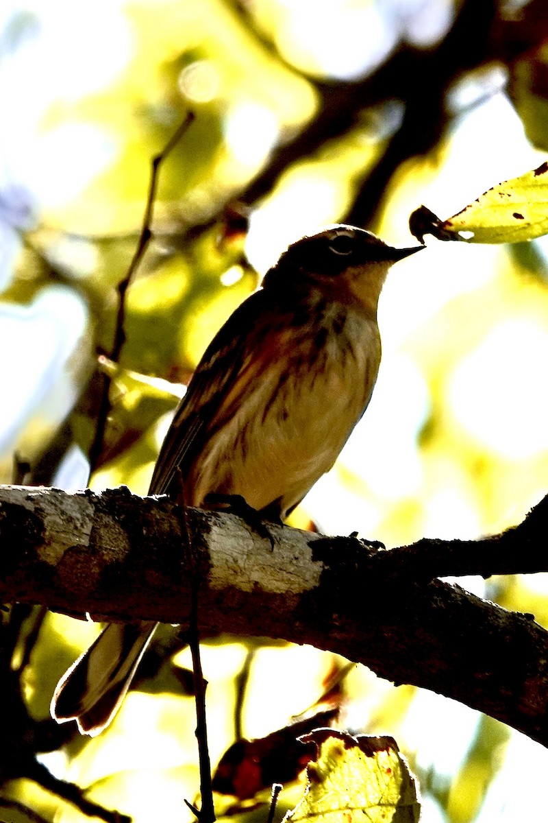 House Finch - ML646228504
