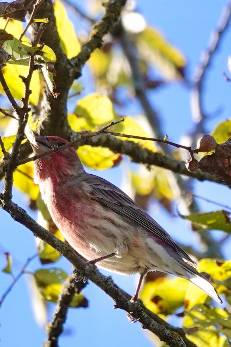 House Finch - ML646228505