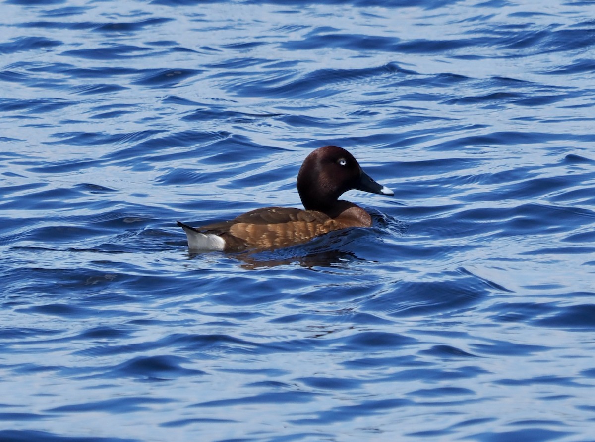 Hardhead - ML646228510