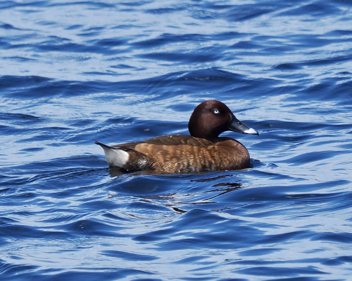 Hardhead - ML646228511