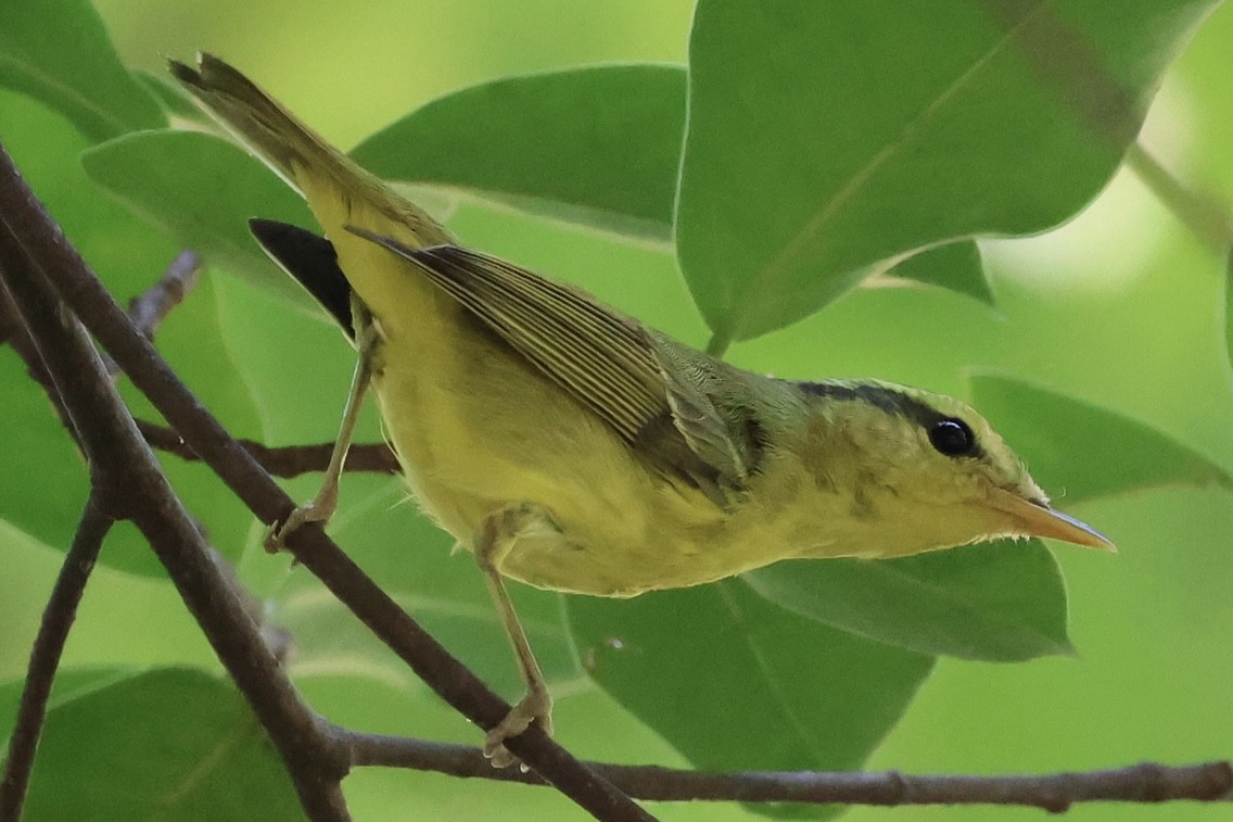 Sulphur-breasted Warbler - ML646228512