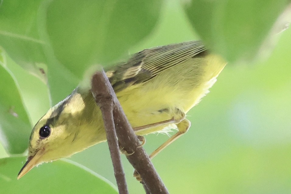 Sulphur-breasted Warbler - ML646228513
