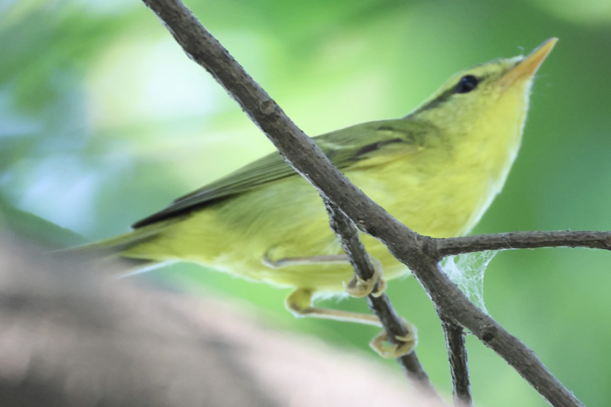 Sulphur-breasted Warbler - ML646228514