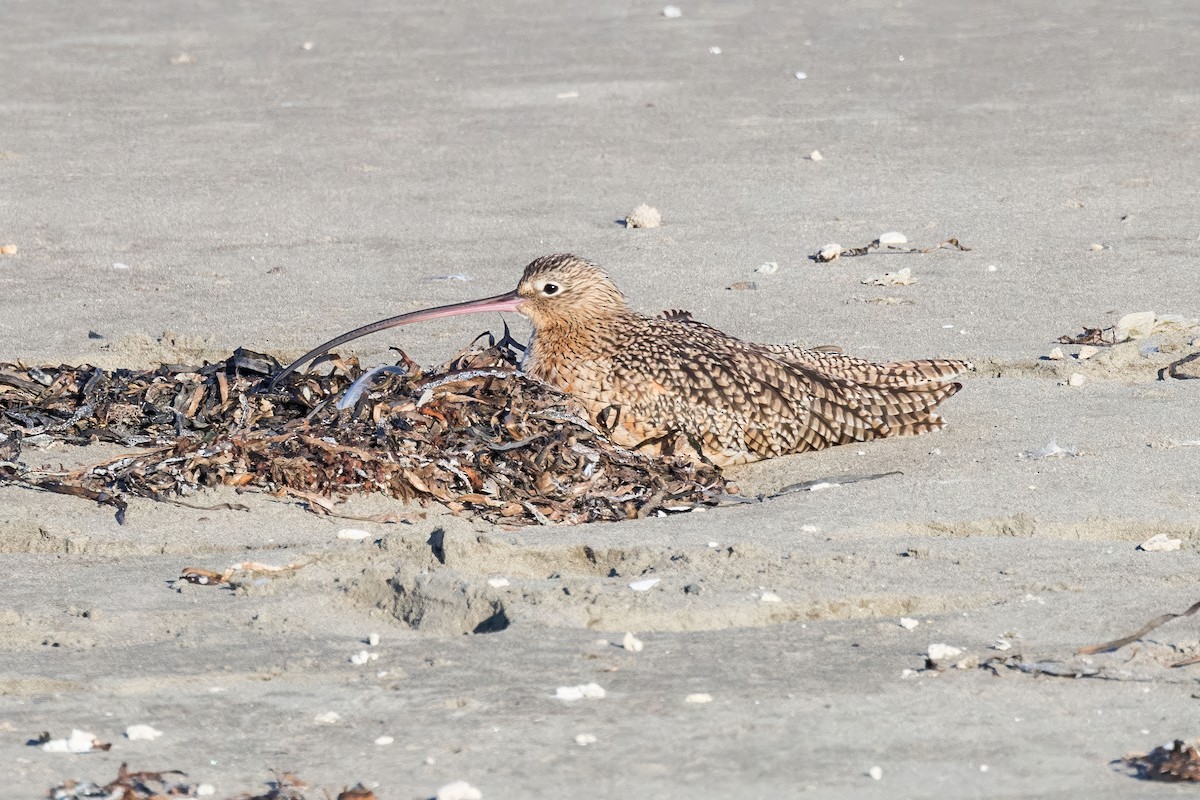 Кульон американський - ML646228517