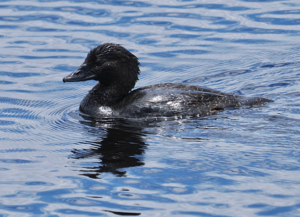Musk Duck - ML646228520