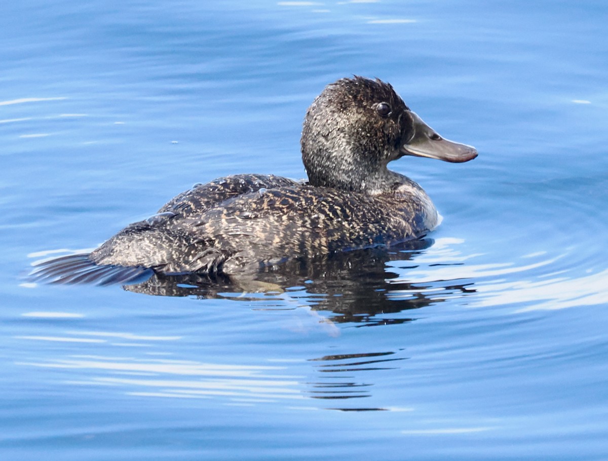 Blue-billed Duck - ML646228521