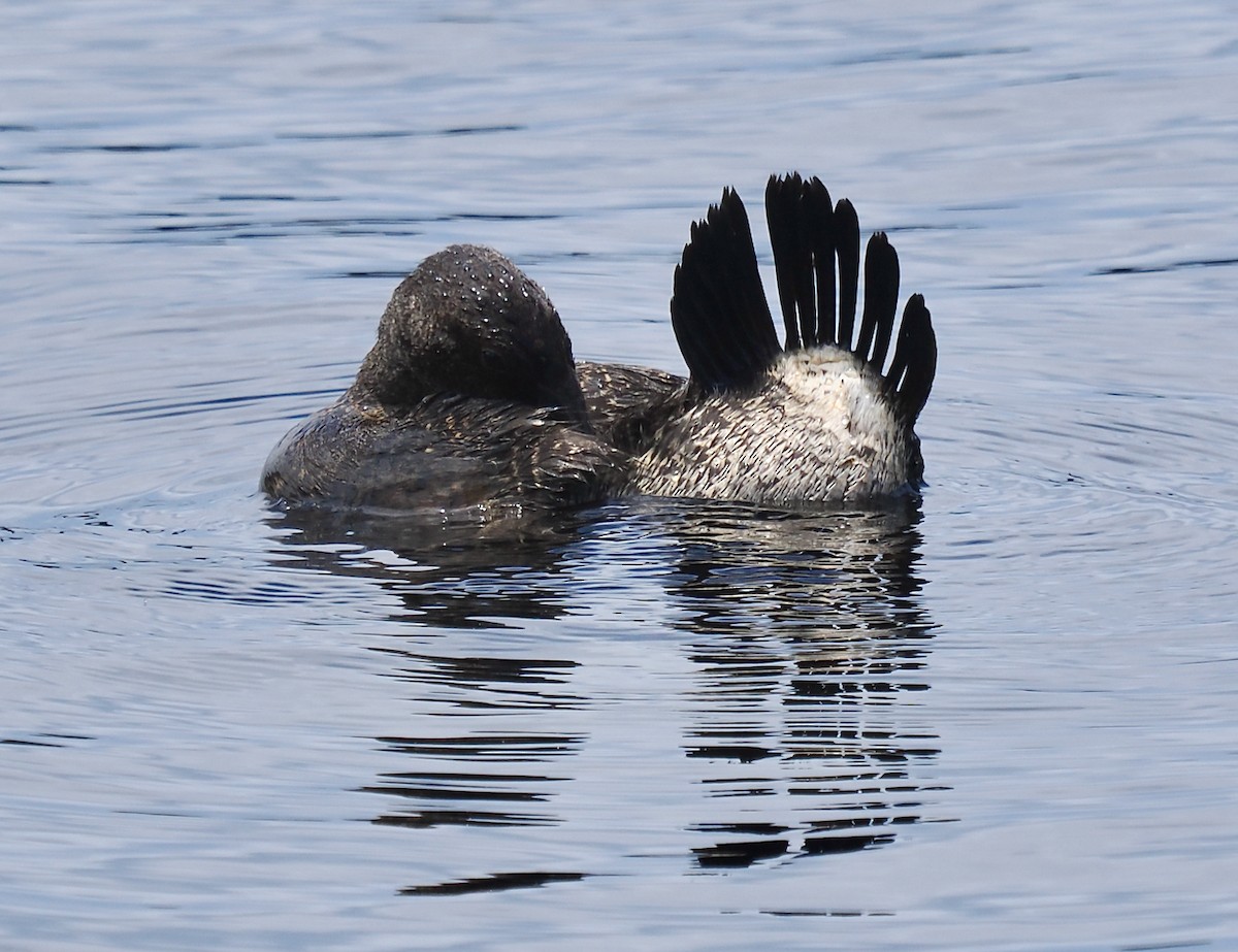 Blue-billed Duck - ML646228523