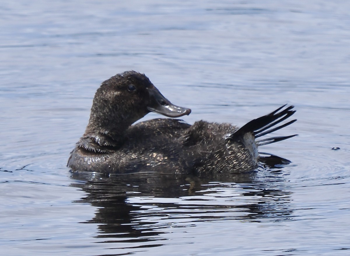 Blue-billed Duck - ML646228524