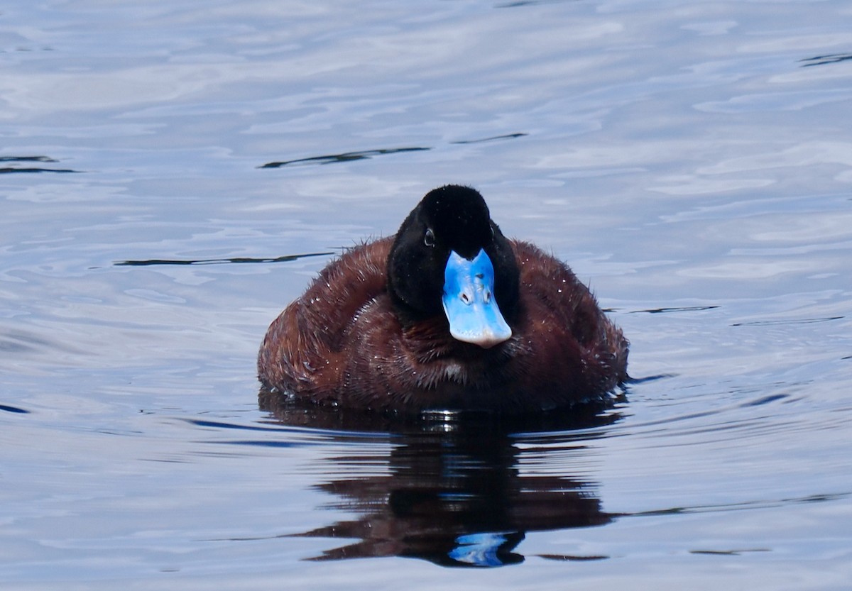 Blue-billed Duck - ML646228525