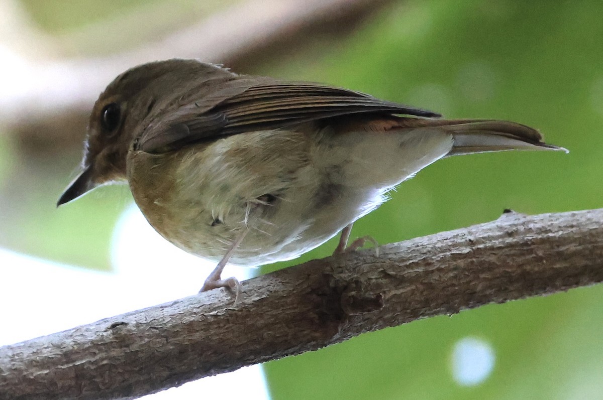 Chinese Blue Flycatcher - ML646228527