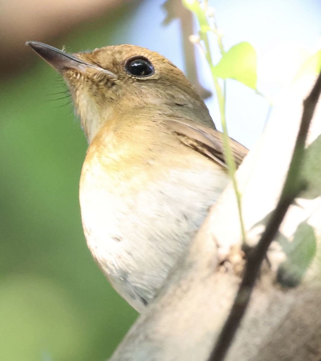 Chinese Blue Flycatcher - ML646228528
