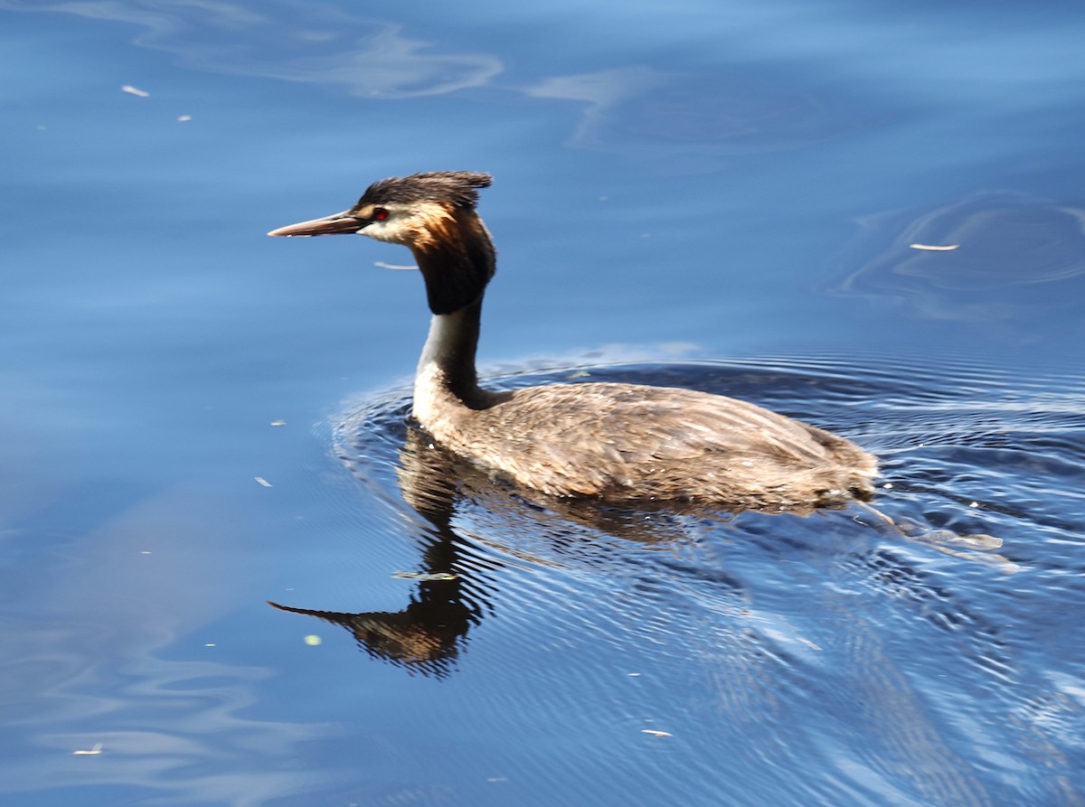 Great Crested Grebe - ML646228529