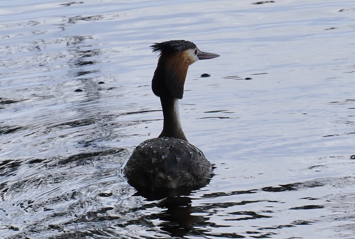 Great Crested Grebe - ML646228530