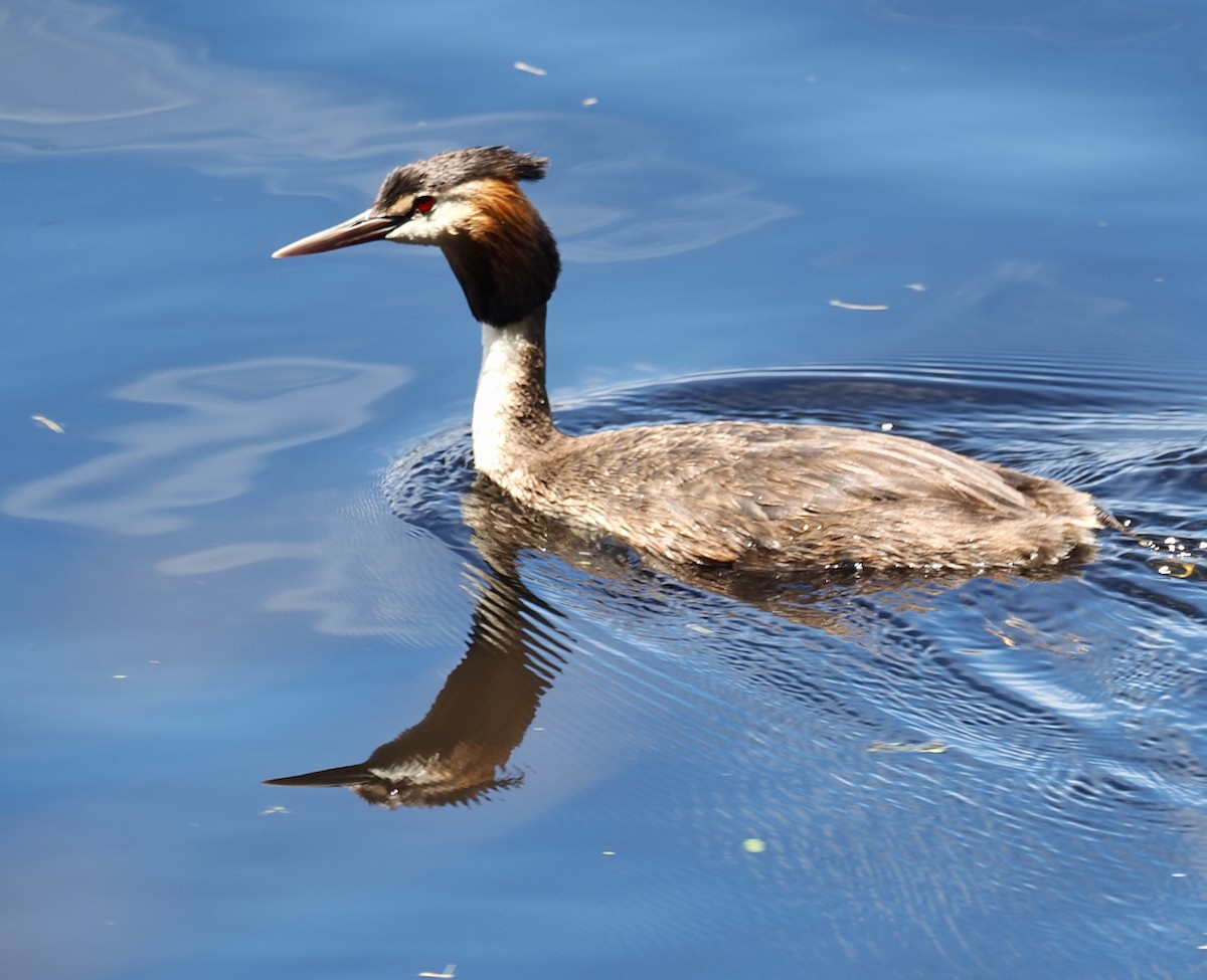 Great Crested Grebe - ML646228531