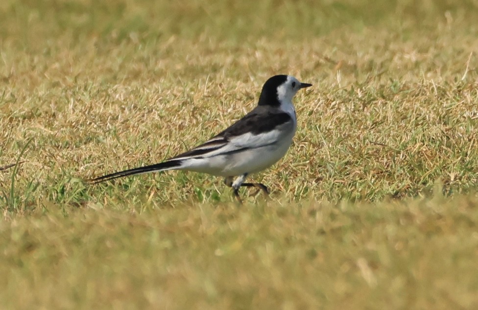 White Wagtail - ML646228532
