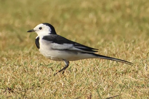 White Wagtail - ML646228533
