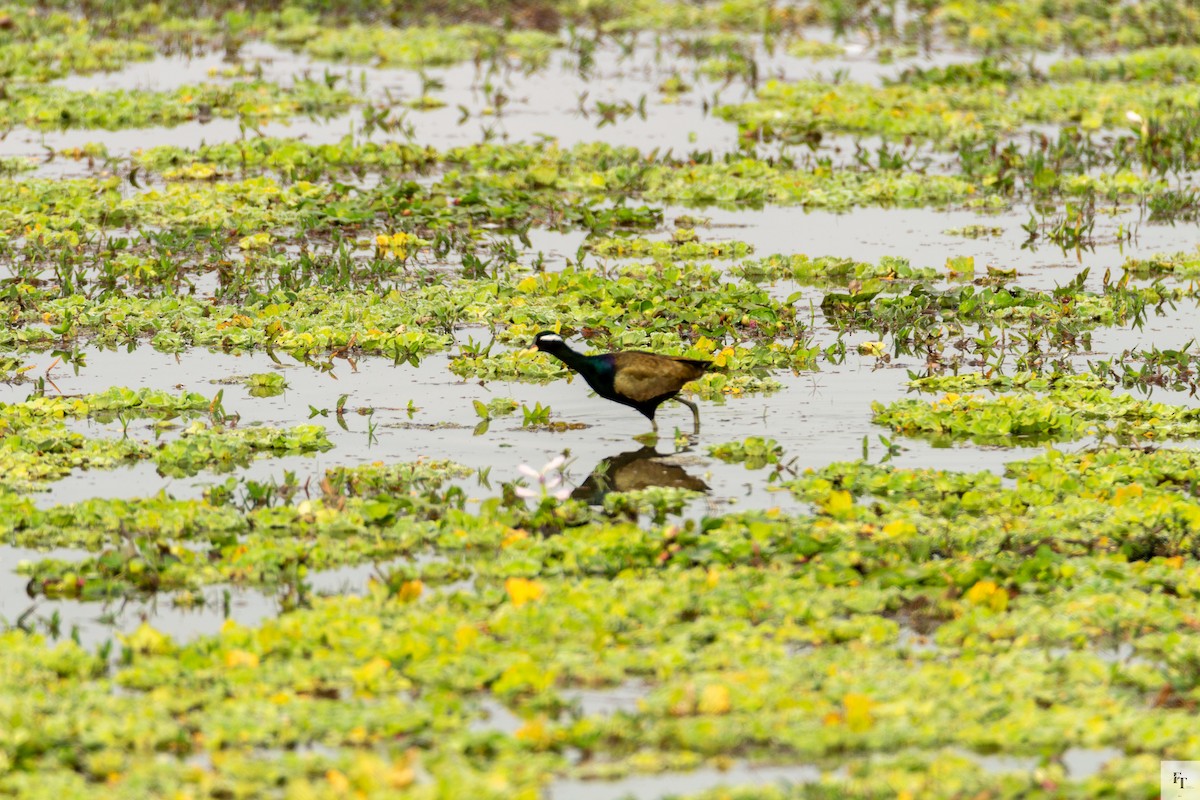 ostnák hnědoocasý - ML646228534