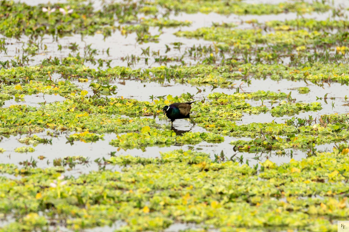 ostnák hnědoocasý - ML646228536