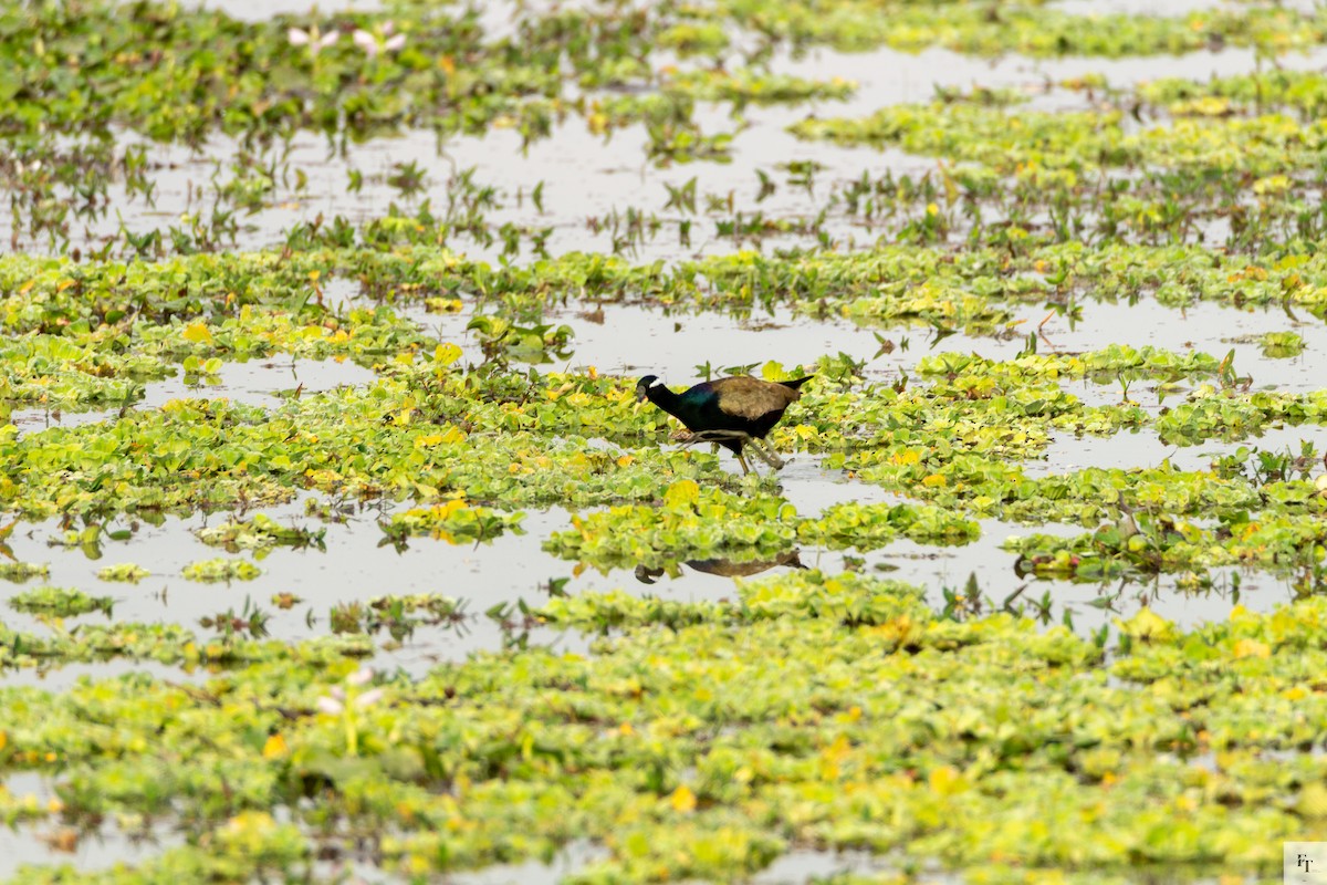 ostnák hnědoocasý - ML646228537