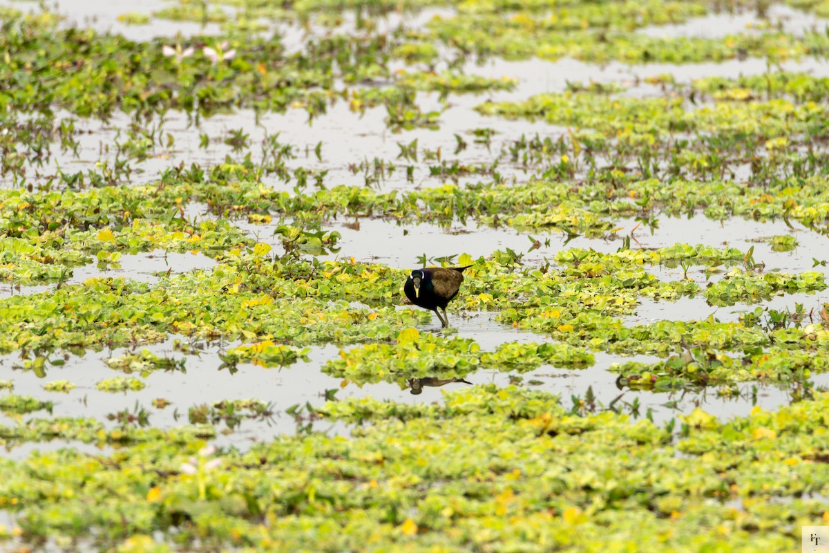 ostnák hnědoocasý - ML646228538