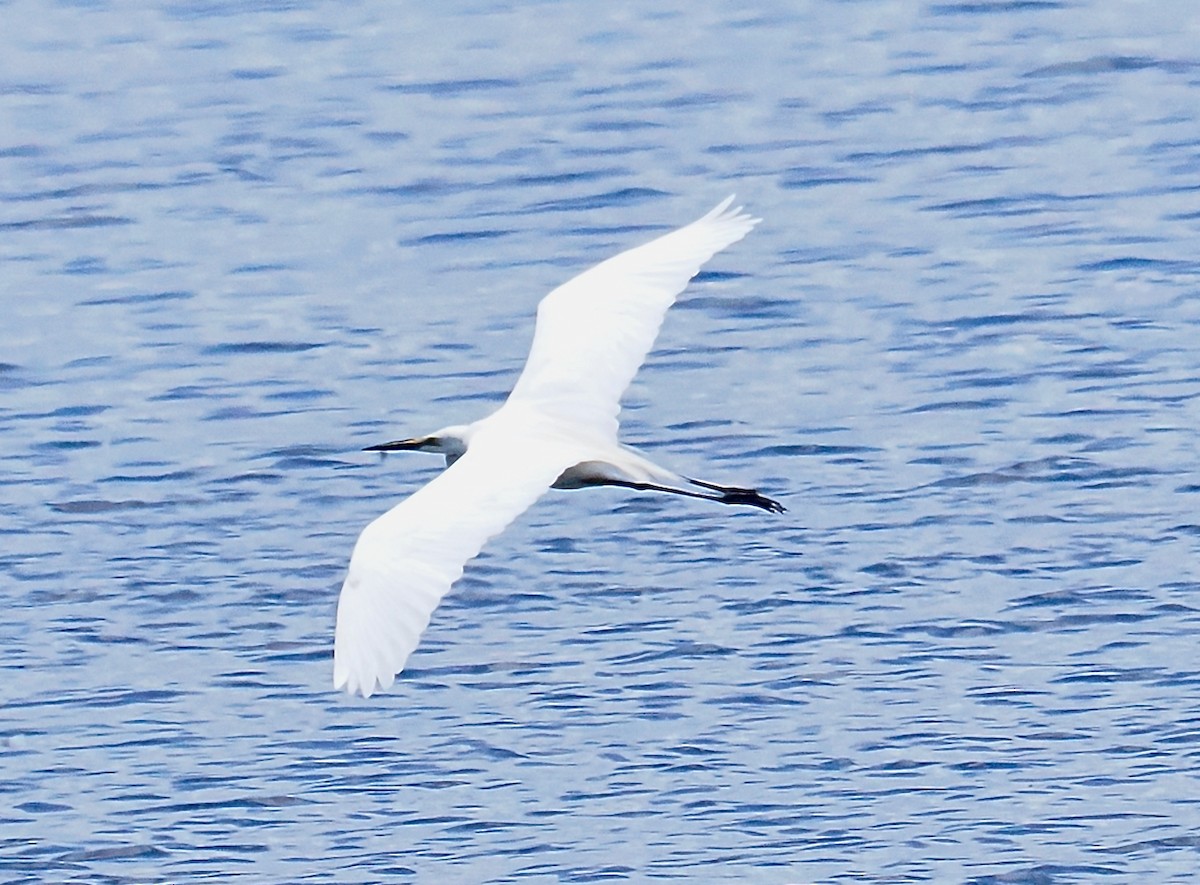 Great Egret (modesta) - ML646228540